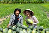 Khởi nghiệp trồng giống dưa lạ, livestream giữa ruộng 'chốt đơn mỏi tay'