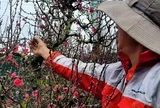 Hoa đào Tết nở sớm, người bán ngóng khách từng ngày