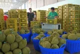 Xuất khẩu sầu riêng sang Trung Quốc tăng gần 400%