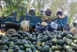 Dưa hấu được mùa, nông dân thấp thỏm tìm đầu ra