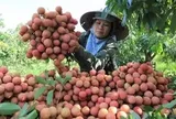 Nghịch lý mùa vải năm nay