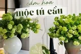 Loài hoa được vua Càn Long ví như "ngọc bàn đọng tuyết" đang trở thành xu hướng cắm hoa hot nhất mùa này: Khó chăm nhưng đáng từng đồng