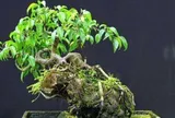 3 cây bonsai "giữ tiền như két sắt": Giá cả phải chăng lại trấn trạch, hút tài cho gia chủ