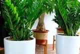 5 cây nên trồng trong nhà