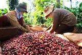 Giữa 'cơn bão' giảm giá, một mặt hàng của Việt Nam vẫn đón tin vui lớn từ EU