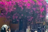 Du khách 'phát sốt' mùa hoa giấy Hội An