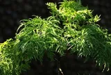 Vì sao người xưa thường trồng một cây đinh lăng trong nhà?