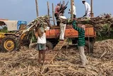 Ấn Độ bất ngờ cấm xuất khẩu một loại nguyên liệu quan trọng, là mặt hàng Việt Nam có sản lượng 10 triệu tấn/năm