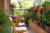 5 điều nhất định phải tránh khi trồng cây ở ban công