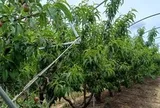 Không phải dầu thô, một mặt hàng của Iran đang gặp khó do xung đột: Mỗi lô hàng lỗ 50%, Ấn Độ bị ‘vạ lây’