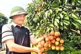 Vải Bắc Ninh mất mùa, 1 vườn vải u trứng vẫn bán giá kỷ lục