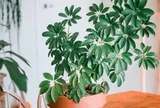 5 loại lá cây cảnh phổ biến có tác dụng kỳ diệu cho sức khỏe