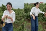 Chu Thanh Huyền gặp sự cố giữa vườn vải