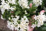 Lợi ích khi trồng cây nguyệt quế