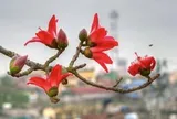 4 cây đẹp mấy cũng KHÔNG trồng trước cửa nhà