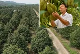 Nỗi sầu dai dẳng của ngành hàng sầu riêng