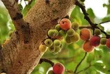 "Cây lành đón lộc": 6 loại cây nên có trong nhà