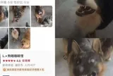 Độc lạ quán cà phê có dàn “staff” rất thái độ với khách nhưng vẫn nhận bão đánh giá 5 sao