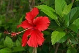 Vì sao gọi là cây dâm bụt?