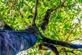 Tận thấy quần thể chè quý hiếm giữa rừng nguyên sinh Quảng Ninh