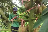Tỉnh Đắk Lắk mở rộng vùng trồng sầu riêng đạt chuẩn xuất khẩu chính ngạch sang Trung Quốc