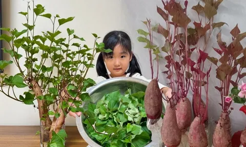 Gừng bonsai lên ngôi nhưng khoai lang thủy canh vẫn hot rần rần: Chị em trồng chơi mà ăn thật cũng “đã cái nư”!