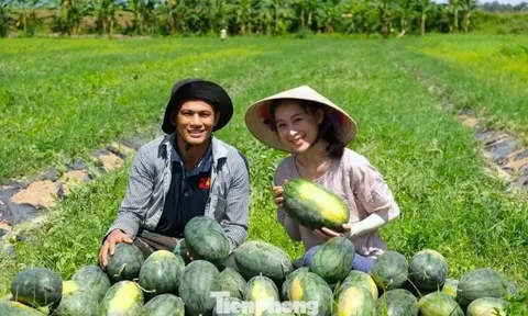 Khởi nghiệp trồng giống dưa lạ, livestream giữa ruộng 'chốt đơn mỏi tay'