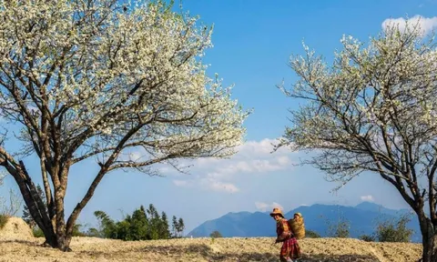 Mê mẩn hoa mận trắng xóa vùng sơn cước