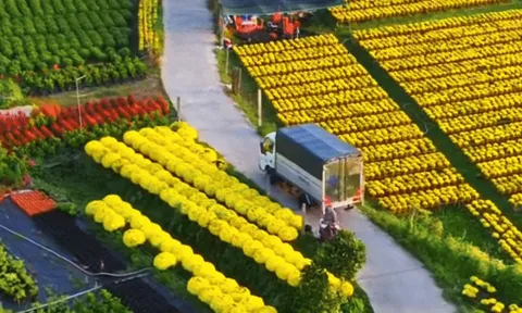 Làng hoa miền Tây đẹp nhất Việt Nam, cả nước sững sờ