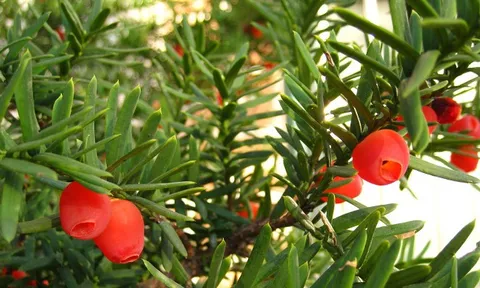 Nằm ẩn mình trong Núi Voi, "báu vật" 2.500 tuổi quý hiếm bậc nhất Việt Nam: Thế giới chỉ 3 nước có