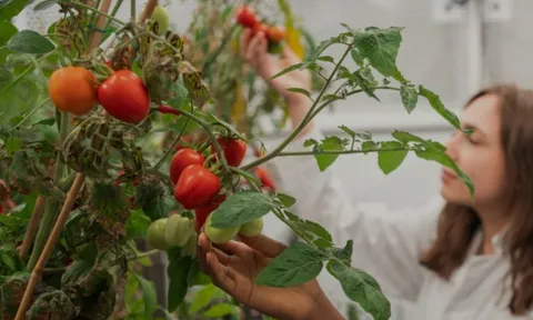 Phát minh của Anh gây rung chuyển ngành thực phẩm: Tạo ra giống cà chua mini năng suất gấp 5 lần truyền thống, có thể trồng 100 cây trên 1m2