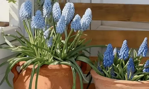 Tết 2026, chị em rủ nhau chơi loài hoa tí hon: Nhẹ tiền, dễ chăm, chưng trong nhà sang hẳn