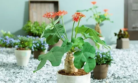 4 loại cây tránh đặt trong nhà vào năm Bính Ngọ