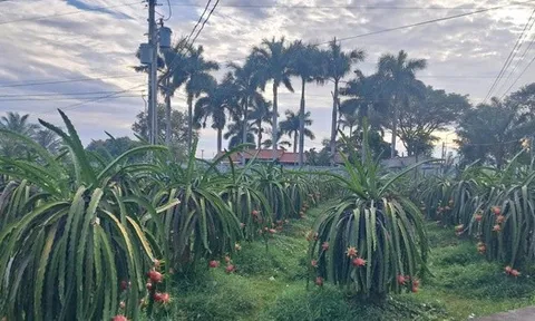 Giá thanh long cận Tết bất ngờ lao dốc, nông dân lo đầu ra