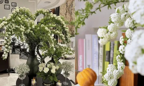 Dân sành chơi mê tít loài hoa nở rộ như thác nước mùa xuân, vừa đẹp tinh khôi vừa được tin là mang may mắn