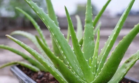 5 loại cây mọng nước đẹp mắt, "hút" vượng khí, nên trồng trong nhà năm Bính Ngọ