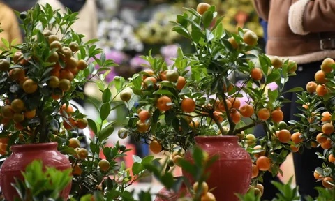 3 loại cây nhất định phải có trong nhà dịp Tết Bính Ngọ: Đỉnh cao hút may mắn, tài lộc