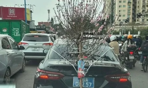 Xử phạt tài xế xe biển xanh chở cành đào che lấp biển số