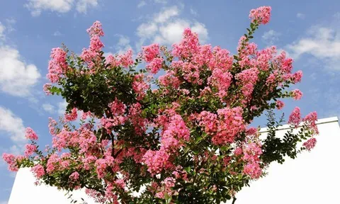 3 loại cây “đại cát đại lợi” nên trồng trong nhà dịp năm mới