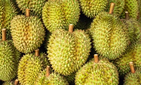 Giá sầu riêng Việt Nam lập đỉnh trong 3 năm, chuyện gì đang xảy ra?