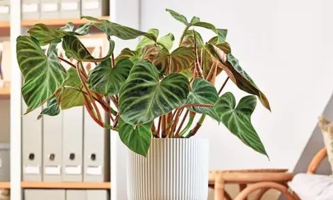 5 loại cây giúp cải thiện tâm trạng, làm bừng sáng không gian sống: Rất nên trồng trong nhà dịp đầu năm