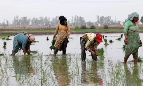 Ông trùm xuất khẩu gạo lớn nhất thế giới đón sóng gió: Hơn 400.000 tấn gạo ùn ứ tại các cảng, chi phí vận chuyển tăng vọt