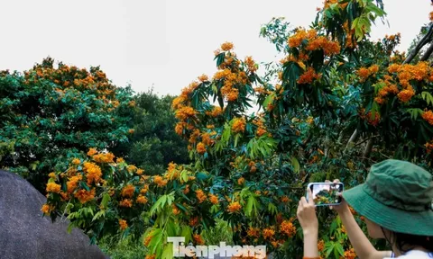 Hoa rì đua nở, nhuộm vàng suối rừng Đà Nẵng