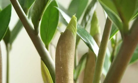 "Cây tiền" đến từ châu Phi nhưng lại là cây phong thủy quốc dân của cả châu Á: Mời gọi quý nhân, kích tài lộc rất tốt