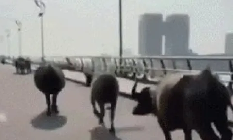 Đà Nẵng: Đàn trâu “tung hoành” cầu Rồng, người đi đường thót tim