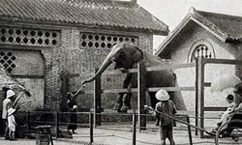 Sở thú lâu đời nhất Việt Nam bất ngờ “hẹn” khách vào 9h sáng Chủ nhật tuần này