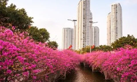 Những 'ốc đảo hoa' níu chân nhiều người