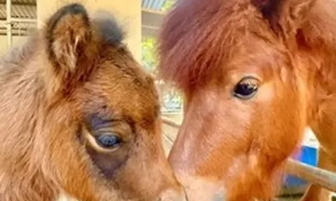 Bé ngựa lùn siêu đáng yêu 'đốn tim' du khách ở Thảo Cầm Viên