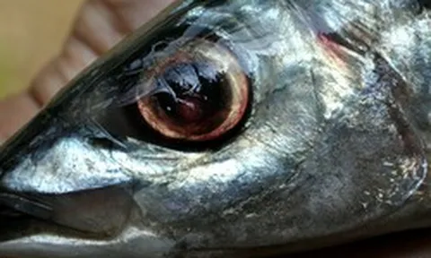 Chuyên gia Mỹ khen loại cá "tốt nhất thế giới", hóa ra ở Việt Nam hễ ra chợ là thấy
