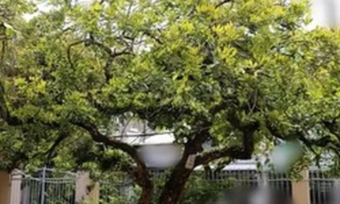 Không phải mê tín: Trong nhà có 6 loài cây này, càng trồng càng may mắn, bảo sao người giàu thích mê